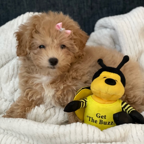 🐝LIVE LISTING🐝 Anything Goes Shows! - Picture 2 of 10